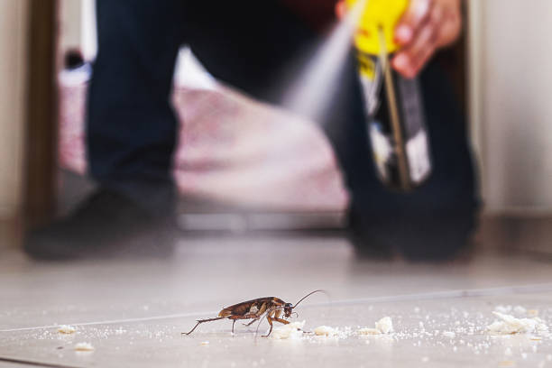 Best Exterminator Services  in Mankato, MN